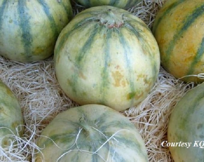 Charentais ORGANIC Personal Size Melon Non-GMO Heirloom Seeds 2025