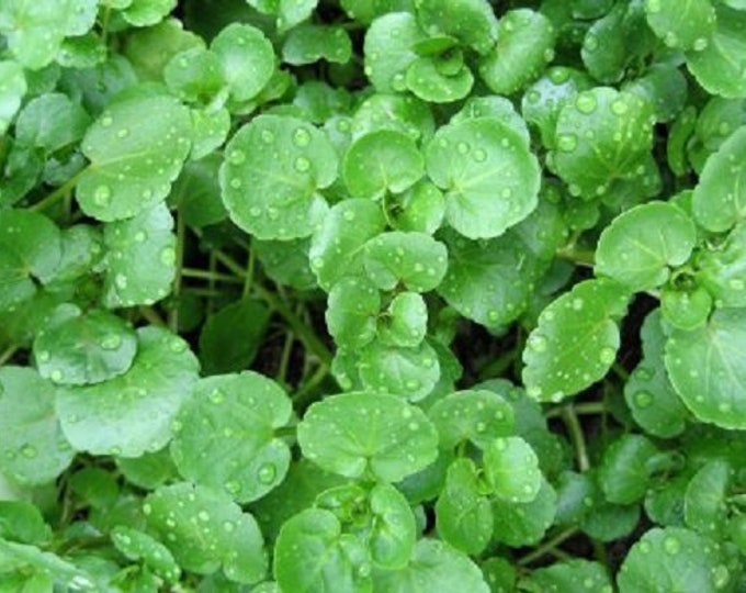 Watercress Greens CherryGal Organic Non-GMO Heirloom Seeds 2026