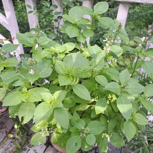 Lemon Basil ORGANIC Heirloom non-GMO Seeds Culinary 2026