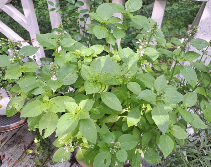 Lemon Basil ORGANIC Heirloom non-GMO Seeds Culinary 2026