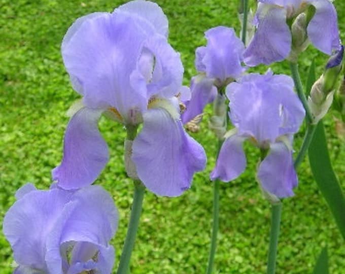 Iris Pallida Dalmatica Heirloom Live Perennial Fragrant Rhizome 2026