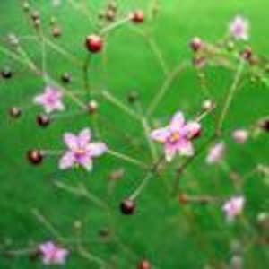 Jewels of Opar ORGANIC Non-GMO Heirloom Seeds 2025 USA