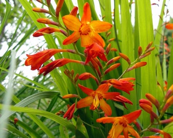 Crocosmia Montbretia Orange Organic Heirloom Live Perennial Plant 2024