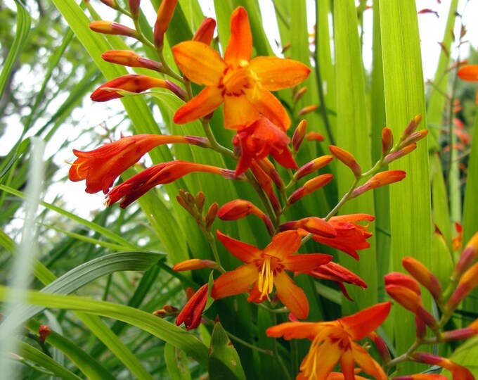 Crocosmia Montbretia Orange Organic Heirloom Live Perennial Plant 2025