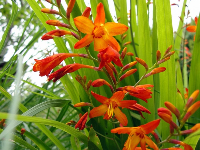 May include: Orange and red flowers blooming on a green plant. The flowers are in various stages of bloom, with some fully open and others still in bud.