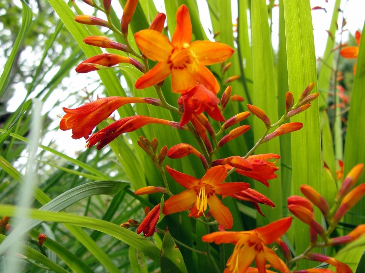 Crocosmia Montbretia Orange Organic Heirloom Live Perennial Plant 2025