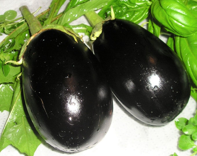 Black Beauty ORGANIC Eggplant Heirloom non-GMO Seeds 2026