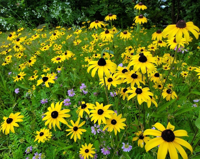 Black Eyed Susan Flower CherryGal Non-GMO Organic Heirloom Seeds 2026