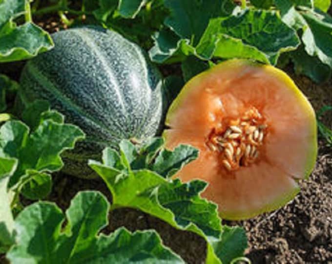 Petit Gris de Rennes ORGANIC Melon Non-GMO Heirloom Seeds 2024