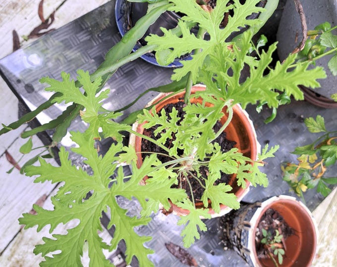 Citronella Pelargonium Citrosum Lemon Geranium Mosquito Plant Organic non-GMO