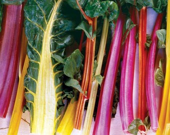 Rainbow Swiss Chard Improved ORGANIC non-GMO Heirloom Seeds 2024