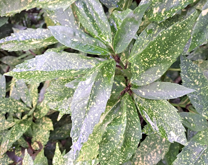 Aucuba Japonica Variegata Organic Heirloom Shrub Plant