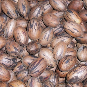 3 LBS Organic Stuart Pecans in Shell, Fresh Harvested