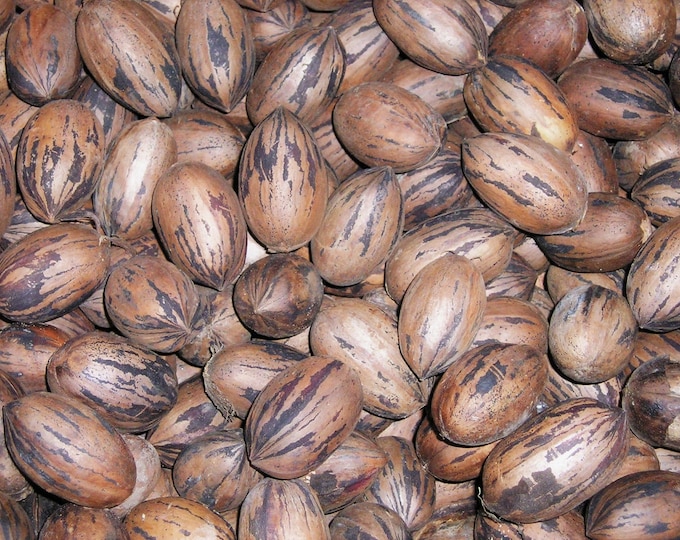 3 LBS Organic Stuart Pecans in Shell, Fresh Harvested