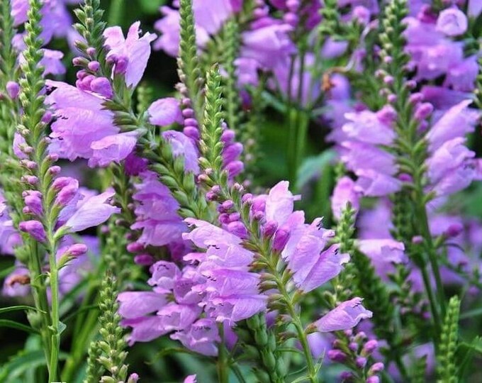 Obedient Plant Physostegia Virginiana ORGANIC Non-GMO Heirloom Plant 2026
