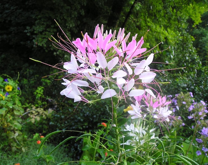 Cleome Spider Flower Organic Heirloom Live Self-Seeding Plant 2026