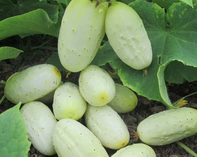 Miniature White ORGANIC Cucumber Non-GMO Heirloom Seeds 2025