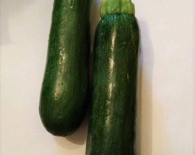 Black Beauty Zucchini Squash CherryGal Organic Heirloom Seeds 2025