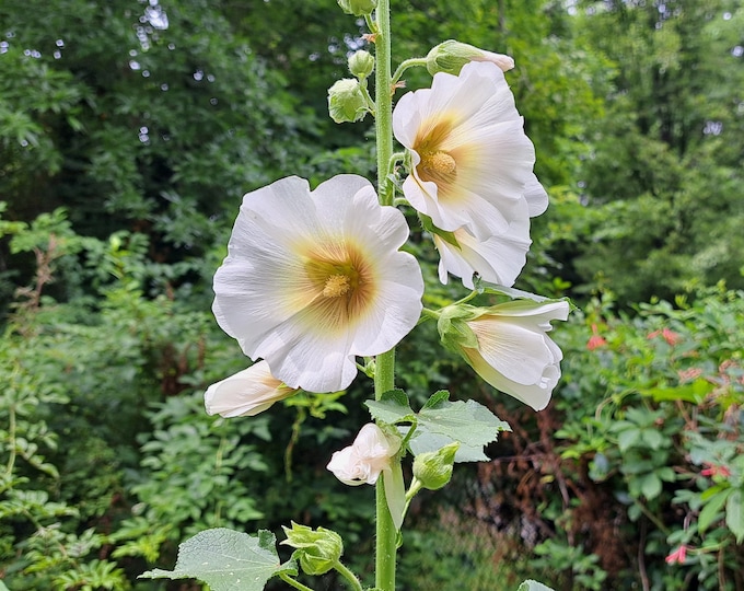 Hollyhock Alcea White Single Flower CherryGal Organic non-GMO Heirloom Seeds 2025