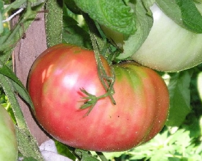 German Pink German Johnson Tomato Potato Leaf CherryGal Organic Heirloom Seeds 2025