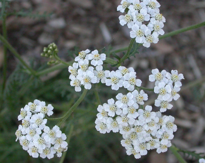 Yarrow White Achillia Organic Heirloom non-GMO Seeds 2026