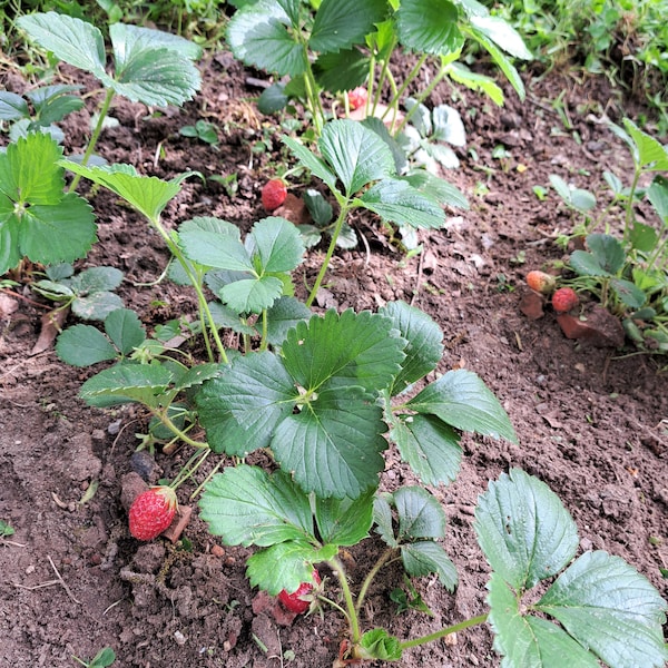 Mara des Bois Everbearing Strawberry ORGANIC Heirloom Live Plant 2024