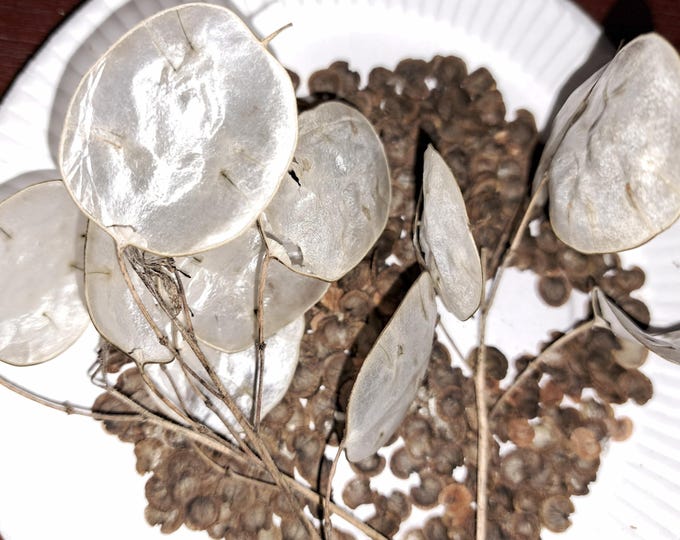 Money Plant Lunaria Honesty Beautiful Annual Flower Organic Unusual Ornamental Seeds