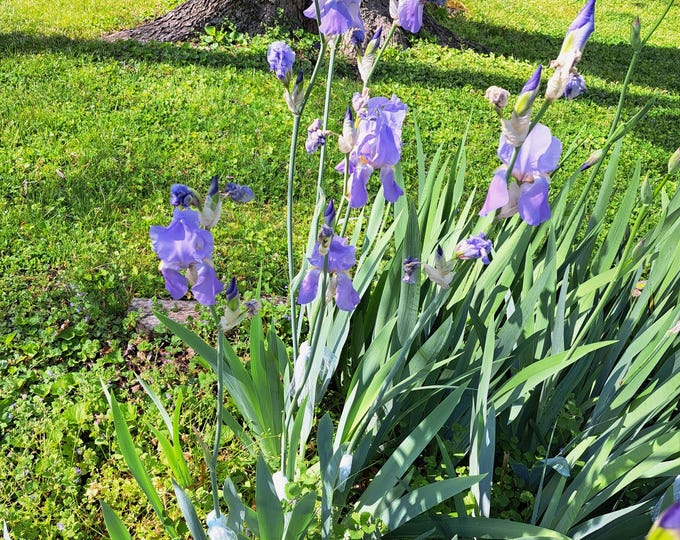 Iris Pallida Dalmatica Heirloom Live Perennial 3 Rhizomes 2024
