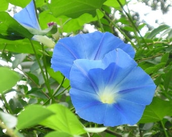 Semillas de campanilla azul celestial, orgánicas, sin OMG, variedad tradicional 2026