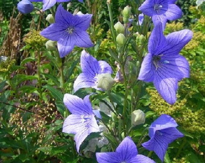 Blue Balloon Flower Platycodon Heirloom Organic Seeds 2926