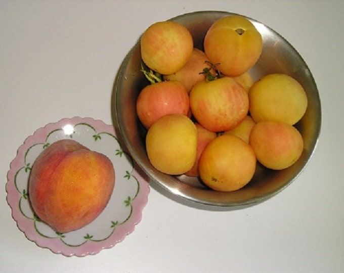 Garden Peach ORGANIC Tomato Non-GMO Heirloom Seeds 2025