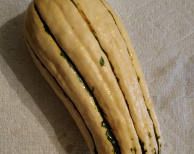 Delicata Squash ORGANIC non-GMO Heirloom Seeds 2025