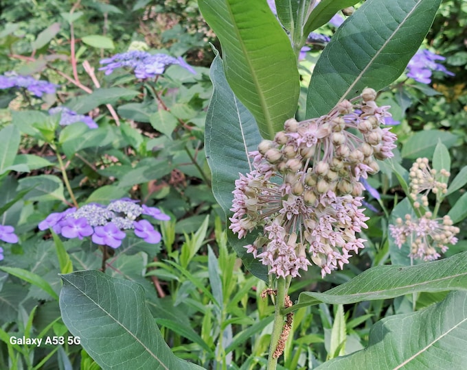 Milkweed Asclepias Syriaca Organic Heirloom Seeds 2025