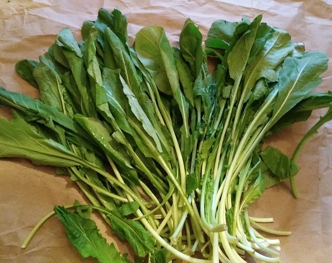Rucola Selvatica Arugula Organic Non-GMO Heirloom Seeds 2026