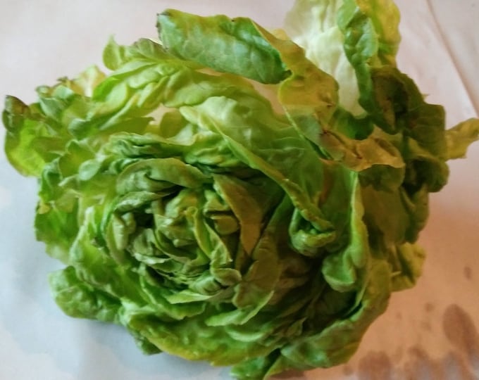 White Boston Lettuce CherryGal Organic Non-GMO Heirloom Seeds 2025