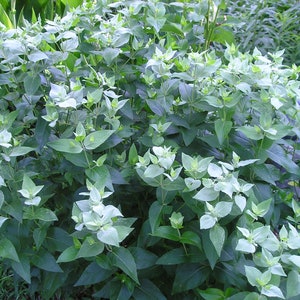 Mountain Mint CherryGal Organic Non-GMO Heirloom Seeds 2026