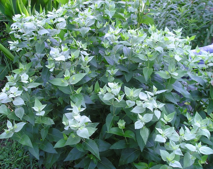 Mountain Mint CherryGal Organic Non-GMO Heirloom Seeds 2026