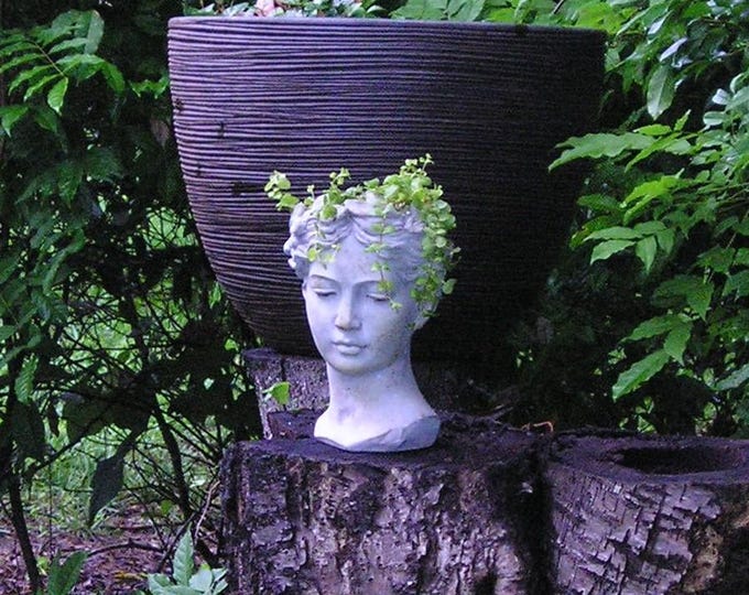 Golden Creeping Jenny Organic Herb Live Plant 2025