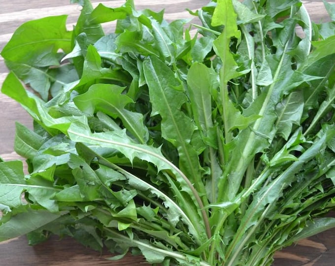 Dandelion Italian Greens ORGANIC Non-GMO Heirloom Seeds 2026