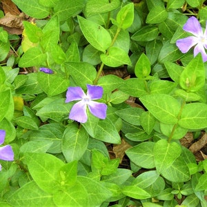 Puede incluir: Un primer plano de un parche de hojas verdes con tres flores moradas. Las flores tienen cinco p&eacute;talos cada una y est&aacute;n en plena floraci&oacute;n.