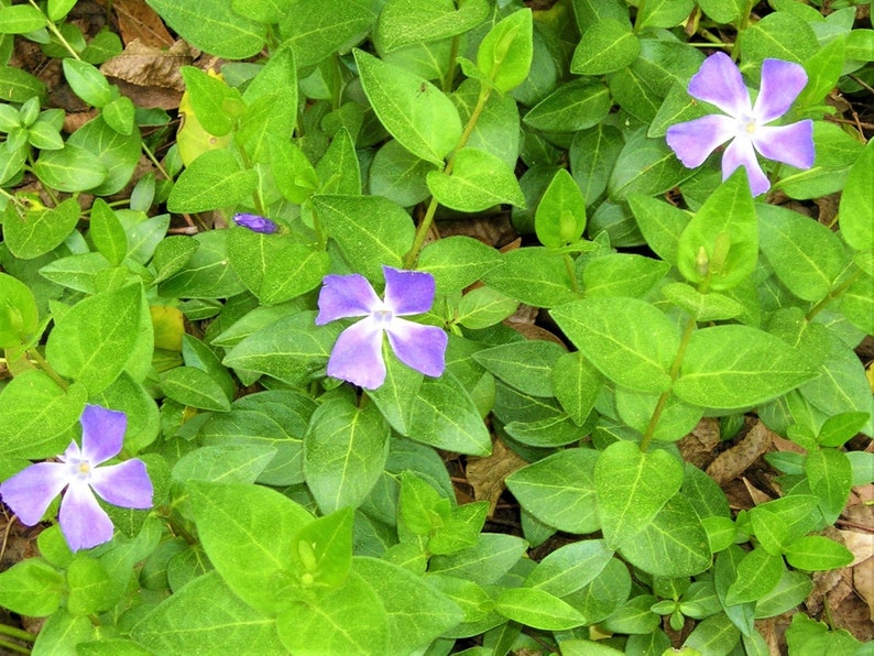 Puede incluir: Un primer plano de un parche de hojas verdes con tres flores moradas. Las flores tienen cinco p&eacute;talos cada una y est&aacute;n en plena floraci&oacute;n.