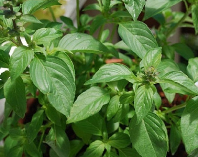 Lime Basil CherryGal Organic Non-GMO Heirloom Seeds 2025