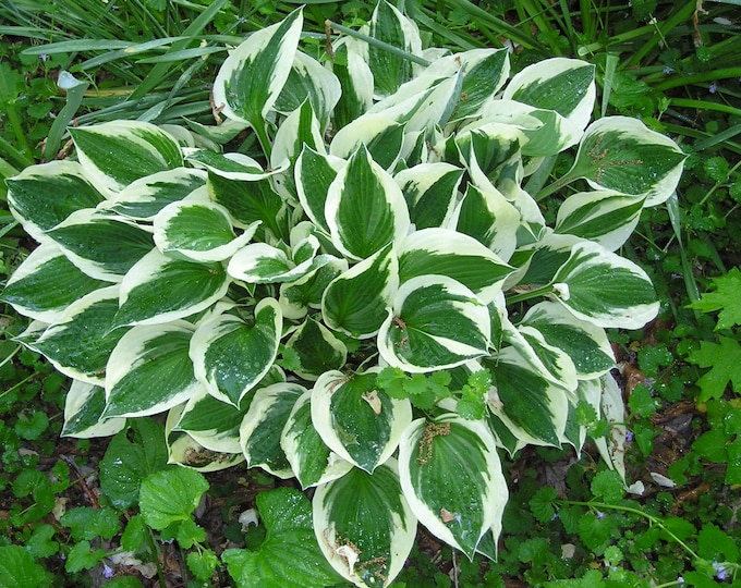 Beautiful Patriot Hosta Organic Heirloom Live Plant 2006