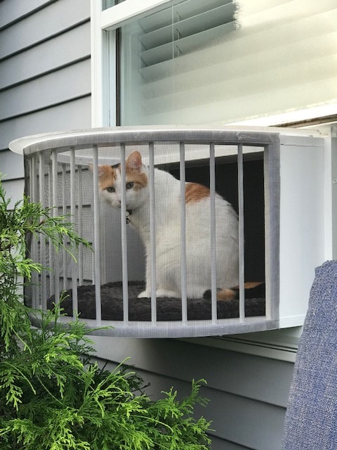 Cat Solarium-The Weather Package Cat Window Box Catio Cat ...