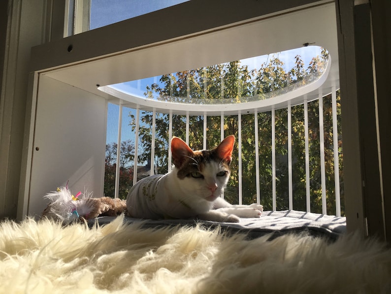 Cat Solarium Weather Package The Ultimate Cat Window Box ...
