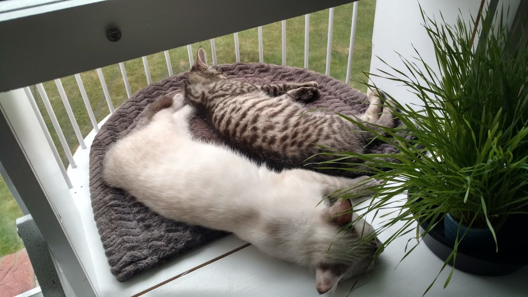 Cat Solarium The Veranda Package The Ultimate Cat Window Box Etsy
