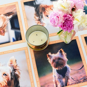 Peut inclure: Un ensemble de dessous de verre carrés présentant des portraits photographiques de Yorkshire Terriers, chacun bordé d'un cadre orange clair avec le texte répété Yorkshire Terrier. Une bougie à trois mèches et un vase de fleurs roses.