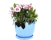 Planter with saucer, cactus pot,3d printed planter,Flower planter pot,cactus terrarium