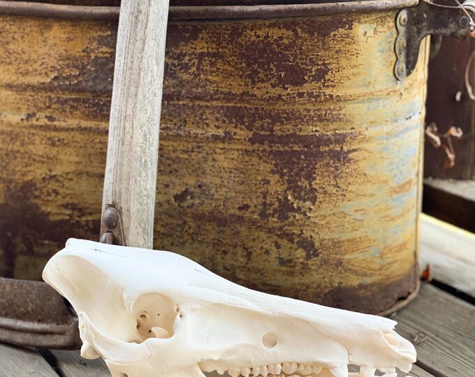 Wild Hog, Pig Skull