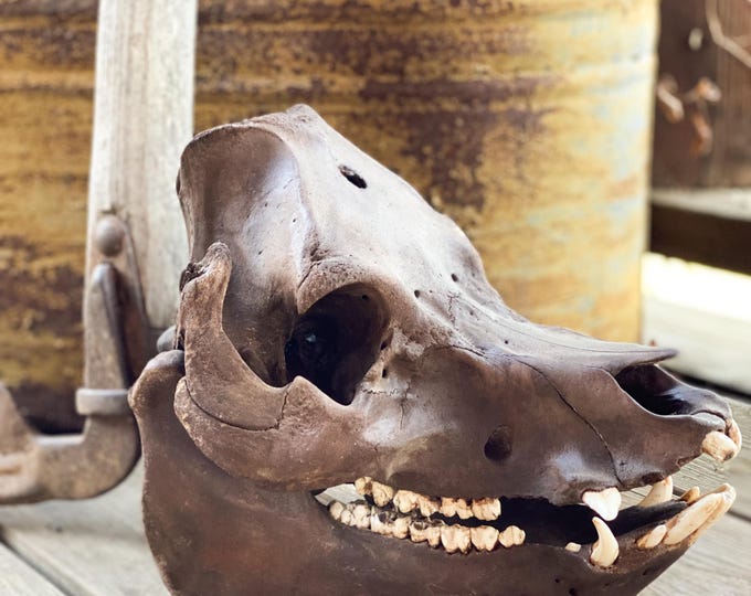 Domestic Farm Pig Skull, KuneKune Mix Breed, Naturally Dyed